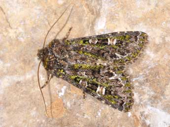 Valeria jaspidea Vill. adulte - �Philippe Mothiron