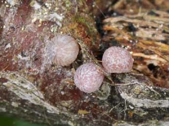  Oeuf de Valeria jaspidea Vill. - �Philippe Mothiron