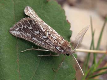 Compsoptera jourdanaria Serres adulte - �Daniel Morel