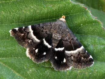 Odice jucunda Hb. adulte - �Daniel Morel