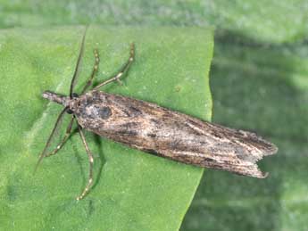 Seeboldia korgosella Rag. adulte - �Philippe Mothiron