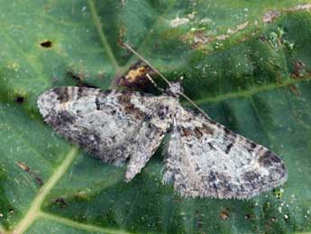 Eupithecia laquaearia H.-S. adulte - �Daniel Morel