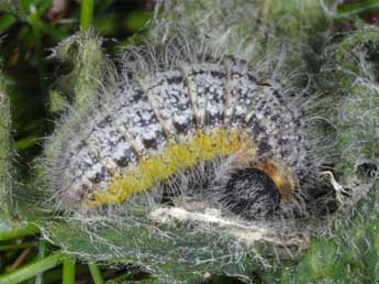  Chenille de Muschampia lavatherae Esp. - �Wolfgang Wagner, www.pyrgus.de
