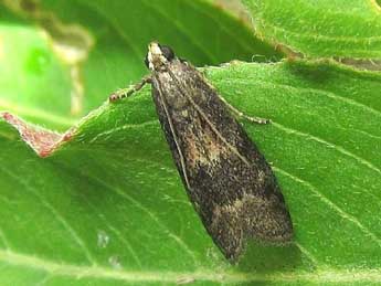 Glyptoteles leucacrinella Z. adulte - �Friedmar Graf