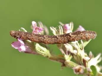  Chenille de Idaea libycata Bartel - �Lionel Taurand