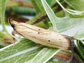 Hypsotropa limbella Z. adulte - �Friedmar Graf