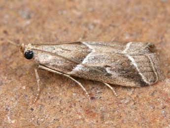 Nyctegretis lineana Scop. adulte - �Christophe Germain