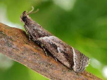 Nyctegretis lineana Scop. adulte - �Friedmar Graf