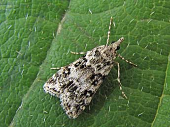 Eudonia lineola Curt. adulte - �Nicole Lepertel