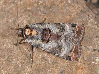 Epilecta linogrisea D. & S. adulte - �Philippe Mothiron