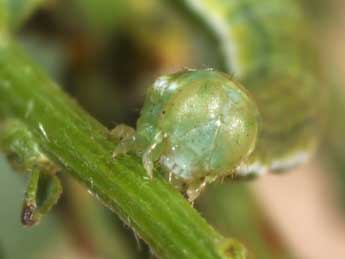  Chenille de Chesias linogrisearia Const. - �Philippe Mothiron