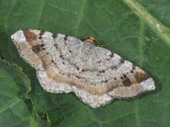 Macaria liturata Cl. adulte - �Philippe Mothiron