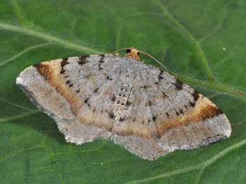 Macaria liturata Cl. adulte - �Philippe Mothiron