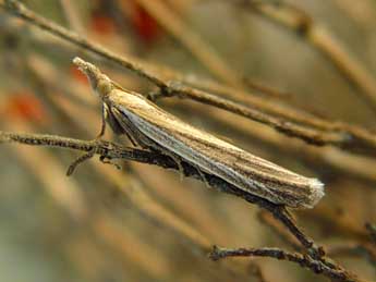 Anerastia lotella Hb. adulte - �Jean-Paul Quinette