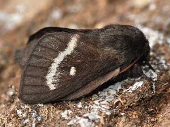 Psilogaster loti O. adulte - �St�phane Grenier