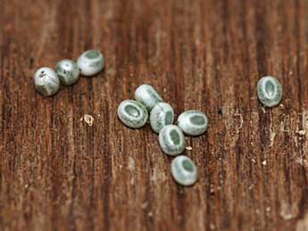  Oeuf de Psilogaster loti O. - �St�phane Grenier