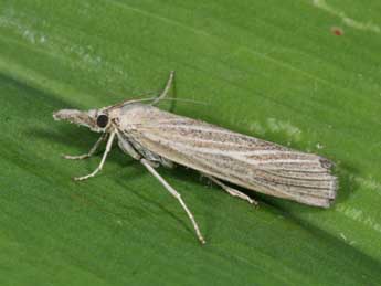 Pediasia luteella D. & S. adulte - �Philippe Mothiron