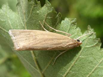 Chilo luteellus Motsch. adulte - �Tristan Lafranchis