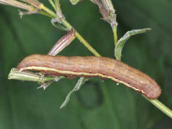  Chenille de Agrochola lychnidis D. & S. - �Philippe Mothiron