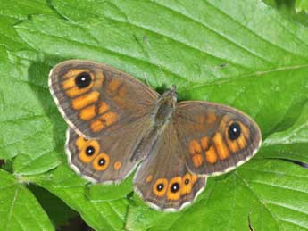 Lasiommata maera L. adulte - �Philippe Mothiron