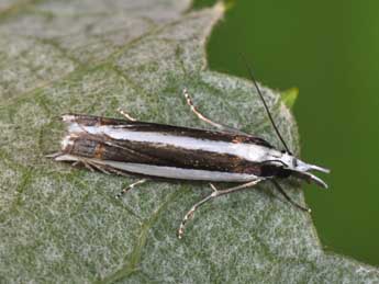 Angustalius malacellus Dup. adulte - �Philippe Mothiron