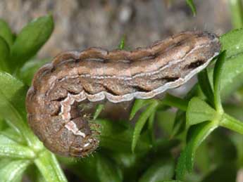  Chenille de Chersotis margaritacea margaritacea Vill. - �Wolfgang Wagner, www.pyrgus.de