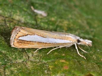 Catoptria margaritella D. & S. adulte - �Philippe Mothiron