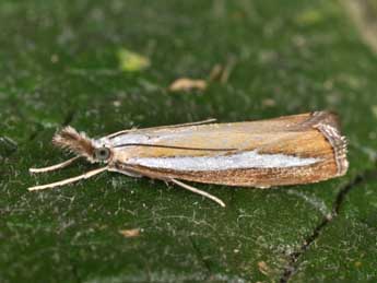 Catoptria margaritella D. & S. adulte - �Philippe Mothiron
