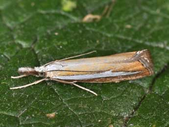 Catoptria margaritella D. & S. adulte - �Philippe Mothiron