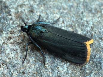 Catastia marginea D. & S. adulte - �Daniel Morel