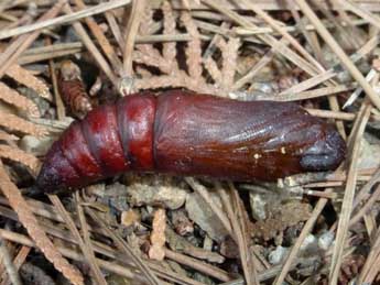  Chrysalide de Hyloicus maurorum Jordan - �Tristan Lafranchis