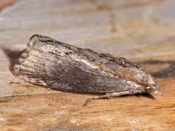 Galleria mellonella L. adulte - �Philippe Mothiron