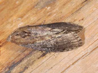 Galleria mellonella L. adulte - �Philippe Mothiron