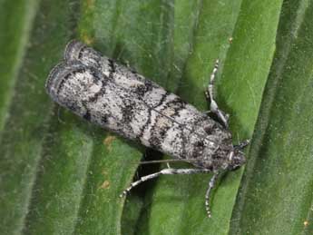 Dioryctria mendacella Stgr adulte - �Philippe Mothiron