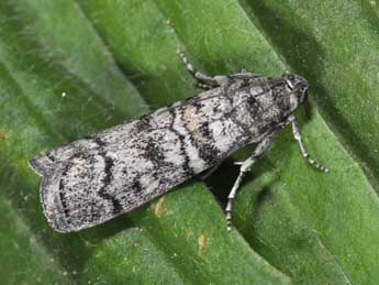 Dioryctria mendacella Stgr adulte - �Philippe Mothiron