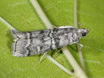 Dioryctria mendacella Stgr adulte - �Philippe Mothiron