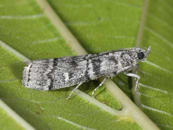 Dioryctria mendacella Stgr adulte - �Philippe Mothiron