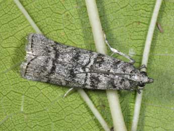 Dioryctria mendacella Stgr adulte - �Philippe Mothiron