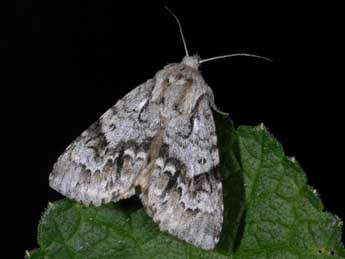 Acronicta menyanthidis Esp. adulte - �Alexis Borges