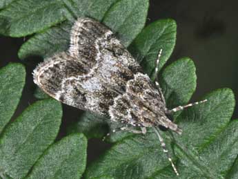 Eudonia mercurella L. adulte - �Philippe Mothiron