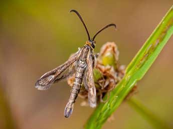 Pyropteron meriaeforme Bsdv. adulte - �Mika�l Letue