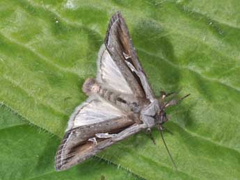 Lophoterges millierei Stgr adulte - �Philippe Mothiron