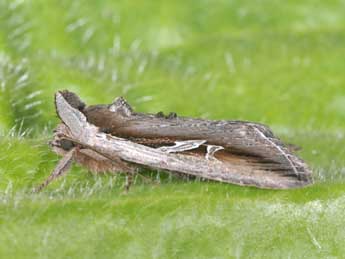 Lophoterges millierei Stgr adulte - �Philippe Mothiron