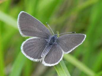 Cupido minimus Fuessly adulte - �Philippe Mothiron