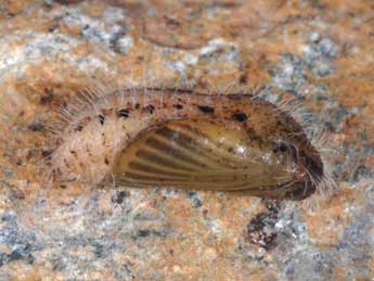  Chrysalide de Cupido minimus Fuessly - �Wolfgang Wagner, www.pyrgus.de