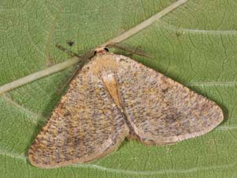 Isturgia miniosaria Dup. adulte - �Philippe Mothiron