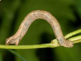  Chenille de Scopula minorata Bsdv. - �Wolfgang Wagner, www.pyrgus.de