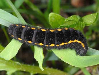  Chenille de Parnassius turatii Fruh. - �Wolfgang Wagner, www.pyrgus.de