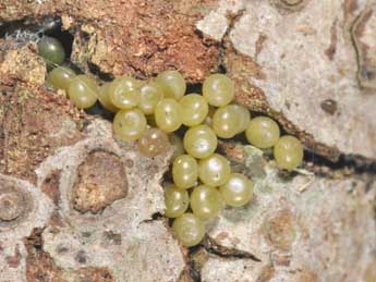  Oeuf de Lymantria monacha L. - �Philippe Mothiron