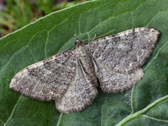 Rheumaptera montivagata Dup. adulte - �Daniel Morel & Lionel Taurand